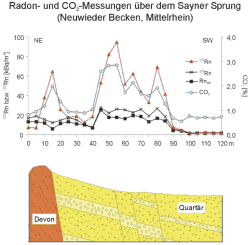 Migration Sayner Sprung